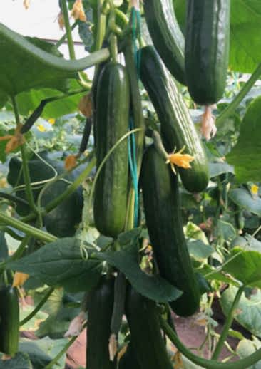 BARİZ F1 Sırık Hıyar