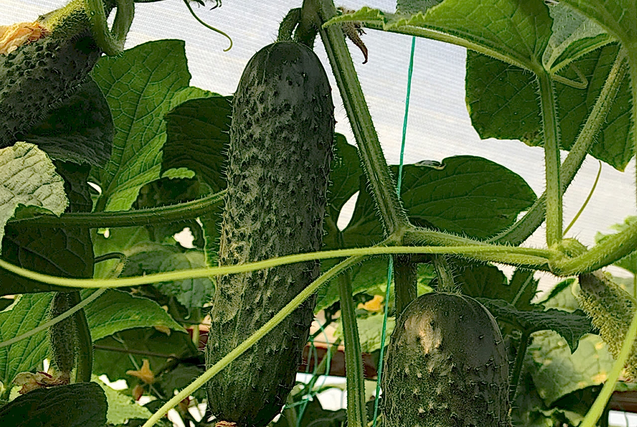 A-Z-85 F1 Dikenli Hıyar