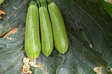 ŞAHİKA F1 Yeşil Kabak (A-Z-1010)