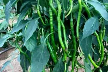 SÜMBÜL F1 Kıl Biber