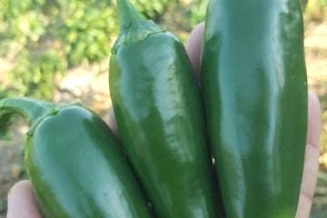 A-Z-26 F1 Jalapen Tipi Biber