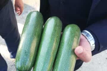 A-Z-1030 F1 Siyah Kabak