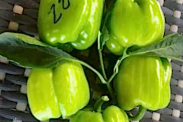 A-Z-22 F1 Dolma Biber