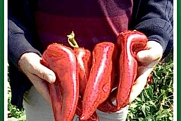 BOLVEREN F1 Kapya Biber