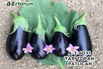 A-Z-60 F1 Yarı Topan Patlıcan