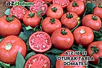 A-Z-16 F1 Oturak Tarla Domatesi