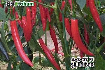 A-Z-27 F1 Şili Biberi