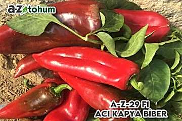A-Z-29 F1 Acı Kapya Biber