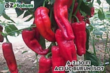 A-Z-30 F1 Acı Üç Burun İsot Biber