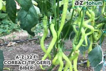 A-Z-32 F1 Çorbacı Tip Biber (LOMBARDİ BİBERİ)