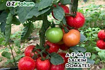 A-Z-44 F1 Salkım Domates