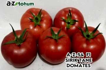 A-Z-54 F1 Sırık Tane Domates