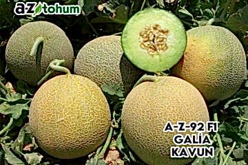 A-Z-92 F1 Galya Tipi Kavun