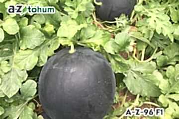 TOPUZ F1 Siyah Karpuz (A-Z-96)