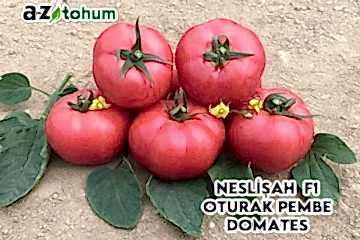 NESLİŞAH F1 Oturak Pembe Domates (A-Z-12)