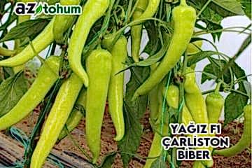 YAĞIZ F1 Çarliston Biber