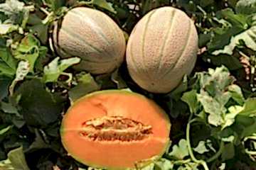 CANDAN F1 Kantelop Kavun (A-Z-89)