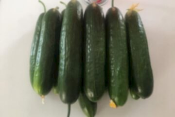 BABİL F1 Tarla Hıyarı (A-Z-55)