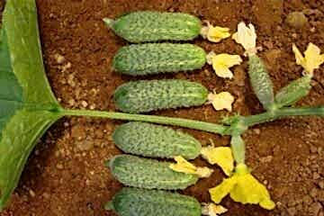 A-Z-75 F1 Turşuluk Hıyar