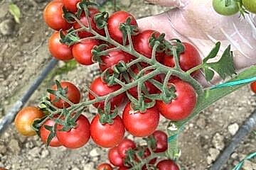 A-Z-05  F1 Yuvarlak Kokteyl Domates