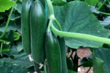 A-Z-70 F1 Badem Hıyar