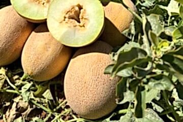 ZEHRA F1 Galya Kavun (Ananas Tip)(A-Z-87)