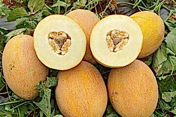 OKKA F1 Ananas Tipi Kavun (A-Z-90)