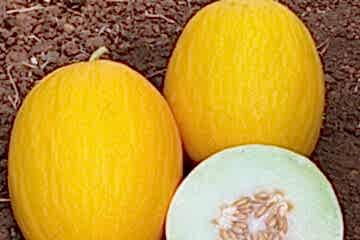 A-Z-93 F1 Kanarya Kavun