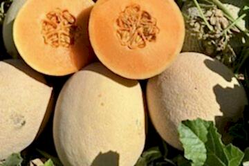 A-Z-94 F1 Orange Kavun