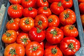 LAPÇİN F1 Köy Domatesi