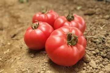 PEMBESULTAN F1 Domates