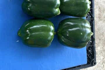 A-Z-25/10 F1 Yeşil Kaliforniya Tipi Biber