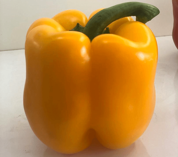 A-Z-25/15 F1 Sarı Kaliforniya Tipi Biber