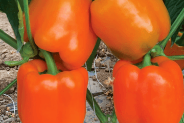 A-Z-25/35 F1 Turuncu Kaliforniya Tipi Biber