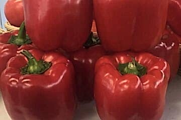 A-Z-25 F1 Kaliforniya Tipi Biber