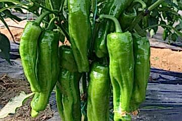 A-Z-33 F1 Tatlı Üç Burun Biber