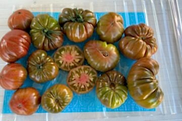 A-Z-08 F1 ALA Tip Köy Domatesi